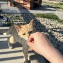 냥냥민박 이미지