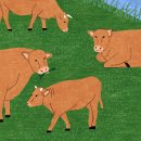 엄지목장 이미지