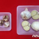 충북농업기술원 마늘연구소 이미지