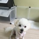 반디동물병원 이미지