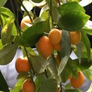 정애농장 이미지