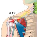 목, 어깨통증과 관련하여 가장 중요한 3개의 근육과 수기마사지 이미지