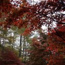 소백산삼가야영장 이미지