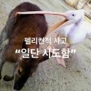 순수한덮밥&빙수 | 나만 이렇게 지내?(펠리컨적사고)
