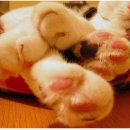 고양이 발바닥 이미지