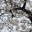 잠실중앙상가 | 2026년 잠실 석촌호수 벚꽃축제기간 롯데월드 벚꽃 개화 현황 상태 주말 실시간 후기