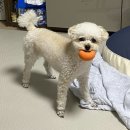 원곡애견미용 | 이거저거 주말(5/27-29)