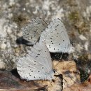 나비야 청산가자 이미지