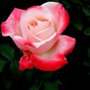 사랑해요 당신 Daum카페