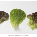 상추 이미지