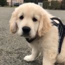 왈왈스쿨 이미지