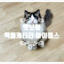 랙돌 캐터리 아이돌스(IDOLLS) 이미지