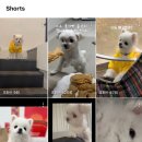 프렌즈펜션 | [천안애견펜션] 애견 독채 펜션 프렌즈애견빌리지 1호 후기