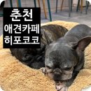 히포코코 이미지