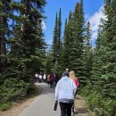 슈퍼바우 | 캐나다 밴프 재스퍼 바우 호와 페이토 호수 전망대