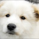 방실이네 오마이뉴스