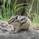 아기다람쥐 이미지