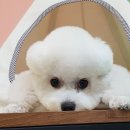 신촌애견미용실 이미지