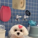 츄츄애견 | [대구 달서구 애견샵] 댕댕이의품격 코코·아찌·츄츄 귀여운 순간 모음 💜