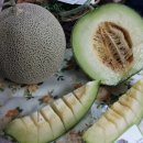 하얀농장 이미지