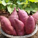 베니실제 이미지