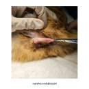 평택축협동물병원 | 평택 고양이 동물병원 고양이 교상 수술 후기