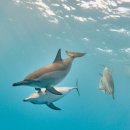 (주)알람 | 이집트 여행 ep.9(마르사알람 리브어보드 후기, 돌고래투어 1)