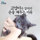 고양이가 손을 깨무는 이유 이미지