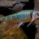 피라미다 이미지