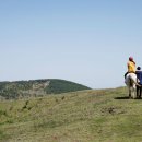 팰롱팰롱 이미지