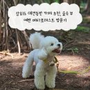 멍레스트 | 강화도 애견동반 카페 추천, 숲속 뷰 예쁜 메타포레스트 방문기