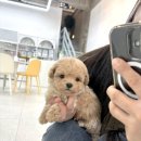 비비몽 대구강아지분양 미용호텔 | 대구 도원동의 새로운 반려견 천국, 비비몽 애견미용호텔을 소개합니다!
