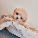 푸른들동물병원 이미지