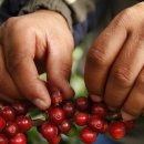 체리빈Coffee 이미지