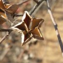 임실덕천리가침박달군락 이미지