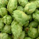 홉(HOP) Daum카페