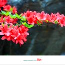 산야초오토캠핑장 이미지