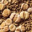 할리농장 이미지