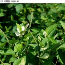 삼백초한의원 이미지