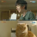 상상고양이 이미지