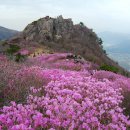 여수 영취산 진달래 꽃 산행 이미지