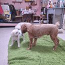 pet46다1780 | 🐶 비 오는 날 필수템, 애견 우비 제대로 고르는 방법 👉 대형견 우비 추천, 등길이 긴 강아지 레인코트...