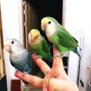 앵무새카페 이미지