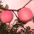 성기 농장 이미지