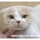 라니네 애견샵 이미지