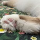 버만캣패밀리 이미지