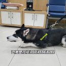 펫택시콜 이미지