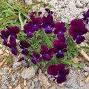 정우 흑염소 농장 이미지