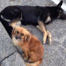 강아지 친구 이미지