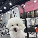강아지 미용 이미지